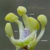  Stamens (5), staminodes (4) and Pistil